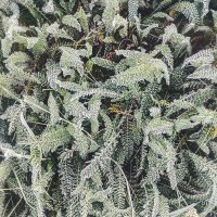 Замороженные 2 :: AZ east3