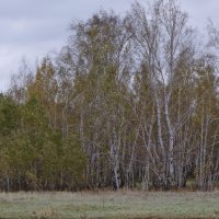 Краски октября. :: сергей ермошкин