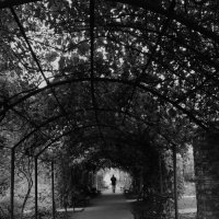 Незнакомец :: Лариса Корж