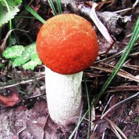 Красавчик :: Людмила Смородинская