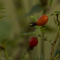 Шиповник :: Олег Денисов Шиповник :: Олег Денисов