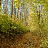 По коридорам осени... :: Андрей Заломленков