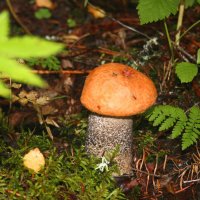 Спрятался... :: Галина Ильясова