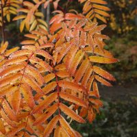 Осеннее утро :: Ольга 