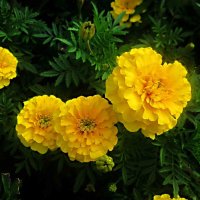 Солнышки :: Елена Семигина Солнышки :: Елена Семигина