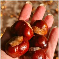 ****** :: Валерия Комова