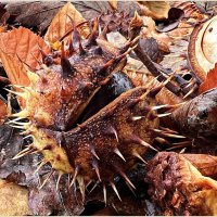 Осенние этюды....... :: Валерия Комова