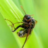 Насекомыш :: Владимир Иванович