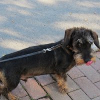 такая такса :: Елена Шаламова