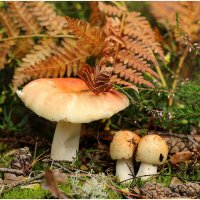 с Сыроежками :: Aleksandr Gal