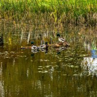 Пруд в октябре. :: Петр Беляков