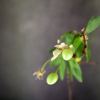 Союз :: Дмитрий Союз :: Дмитрий