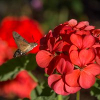 Бражник :: Наталья Димова