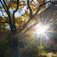 Солнце осени :: Александр Синдерёв Солнце осени :: Александр Синдерёв