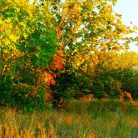 Краски конца сентября 2025 на закате :: Aida10 