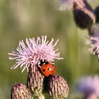 Божья коровка :: Евгений Васильев
