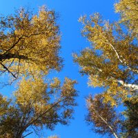 Осенний лес :: Владимир Помазан