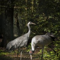 *** :: Вадим Вайс *** :: Вадим Вайс