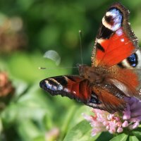 *** :: Владимир Безбородов