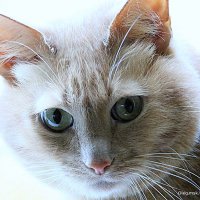 маленькие радости :: Олег Лукьянов