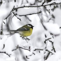 Синица :: Игорь Протасов