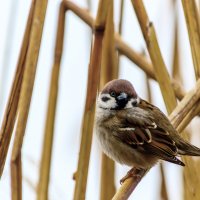 Воробей :: Игорь Протасов