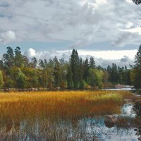 Медовая осень. :: Ирэна Мазакина