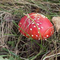 Мухоморчик :: Freddy 97