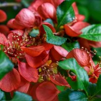 Цветы айвы :: Оксана Н.