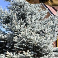 Курск. В саду у дома :: Ирэн 