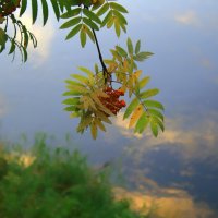 Рябинка над рекой :: Галина Ильясова