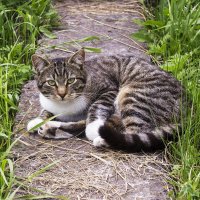 Просто кот :: Светлана Ищенко