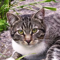 Портрет кота :: Светлана Ищенко