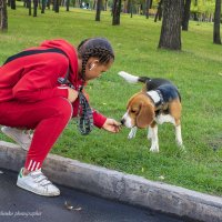 Бигль :: Светлана Ищенко