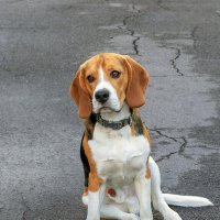 Бигль :: Светлана Ищенко