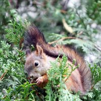 *** :: Александра Николаева