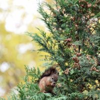 белочка :: Александра Николаева