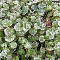 Иней :: Лариса С.