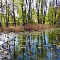 лесной водоем :: Владимир 