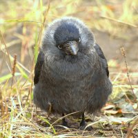 Галка :: Вячеслав Минаев