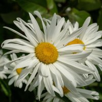 О ромашках... :: Николай Гирш