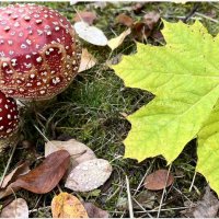 Здесь утром стынет иней серебром, Росинка стала бусинкой хрустальной. :: "The Natural World" Александер