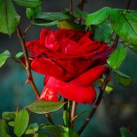 Октябрьская. :: Владимир 