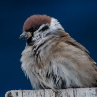 Портрет :: Владимир Иванович