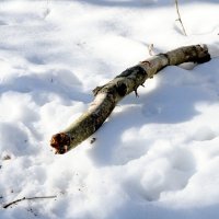 Щука :: Иван Генералов