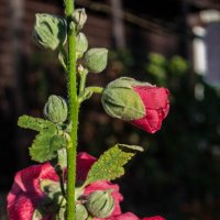 Шток-роза. :: yav 110455