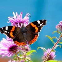 бабочки, снятые вчера 2 :: Александр Прокудин бабочки, снятые вчера 2 :: Александр Прокудин