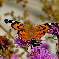 бабочки, снятые вчера 3 :: Александр Прокудин