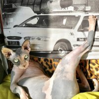 Полуденный отдых балерины ... :: Андрей Зайцев