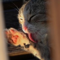 Чистюля :: Тамара Вебер